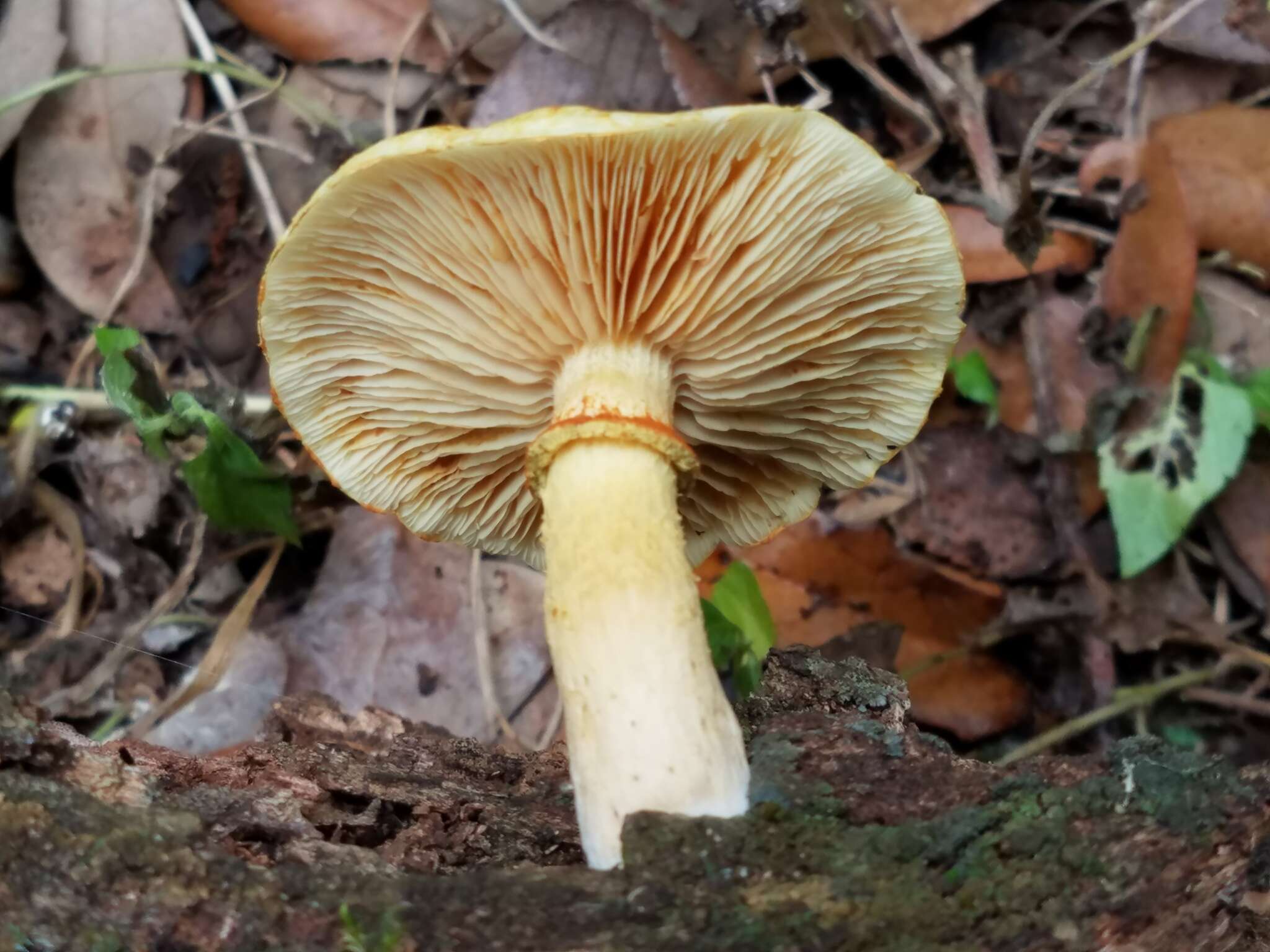 Imagem de Gymnopilus rufosquamulosus Hesler 1969