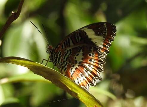 Image of Orange lacewing