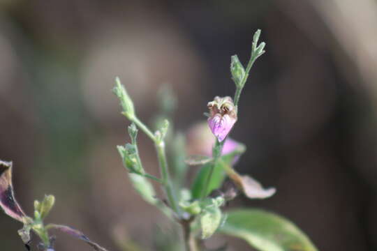 Imagem de Justicia salviiflora Kunth