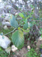 Слика од Cercocarpus montanus var. glaber (S. Wats.) F. L. Martin