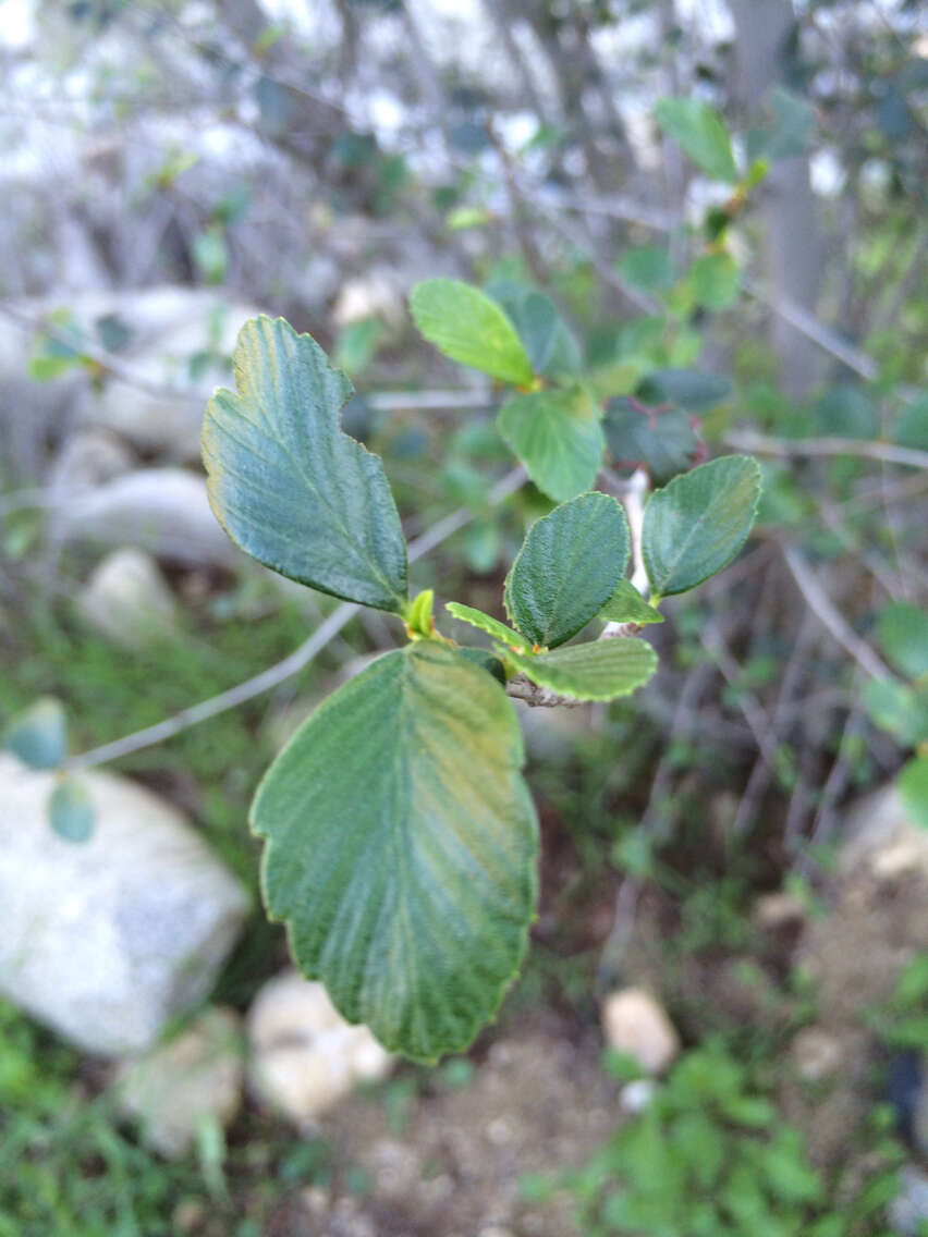 Слика од Cercocarpus montanus var. glaber (S. Wats.) F. L. Martin