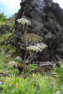 Image of Angelica morii Hayata