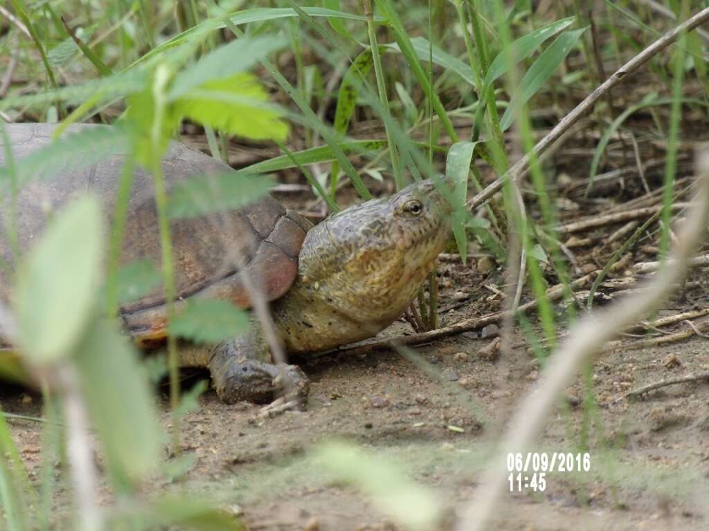 Image of Mexican Mud Turtle