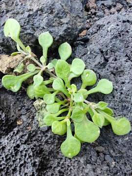 Imagem de Polycarpaea latifolia (Willd.) Poir.