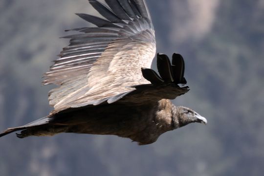 Image of Andean Condor