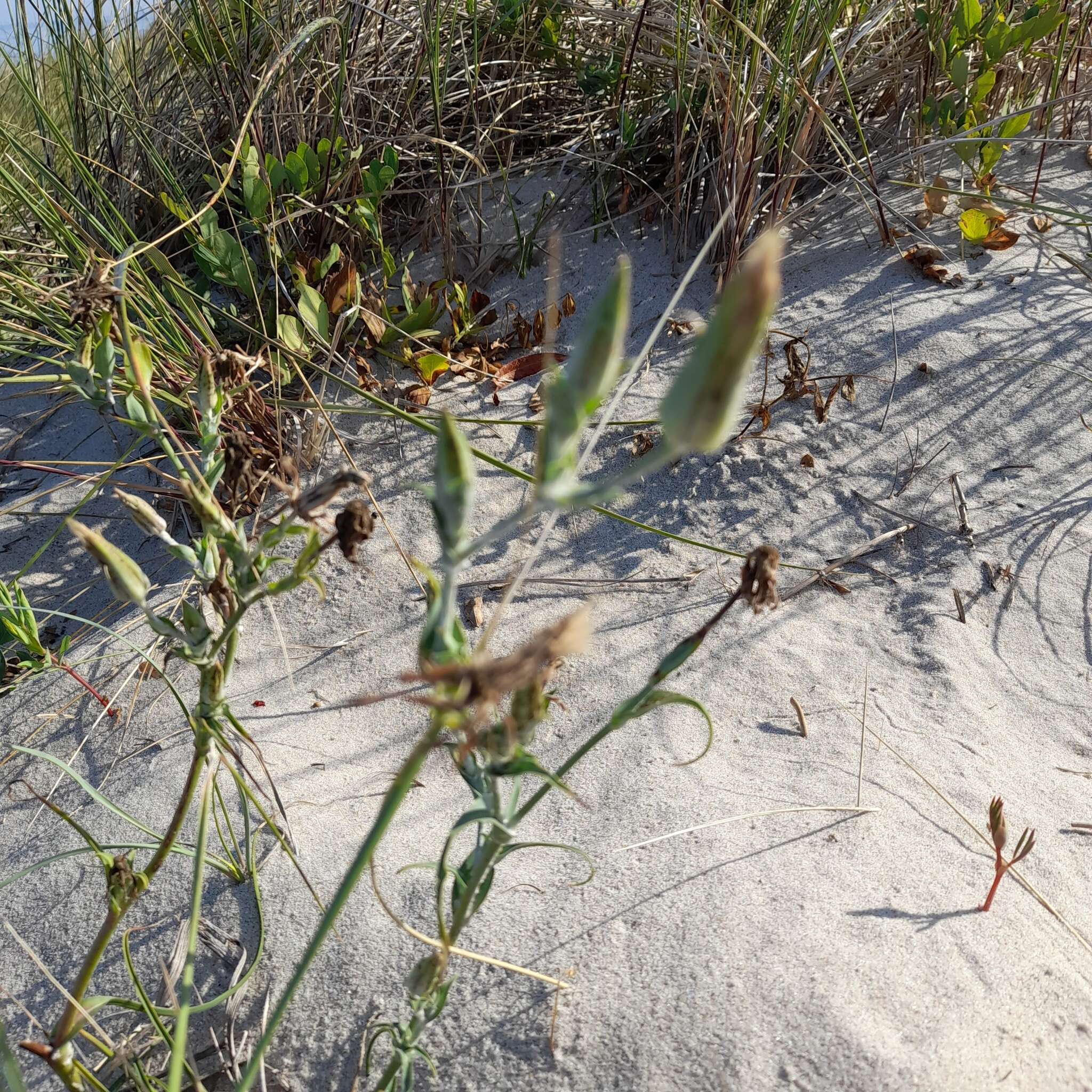 Sivun Tragopogon heterospermus Schweigger kuva