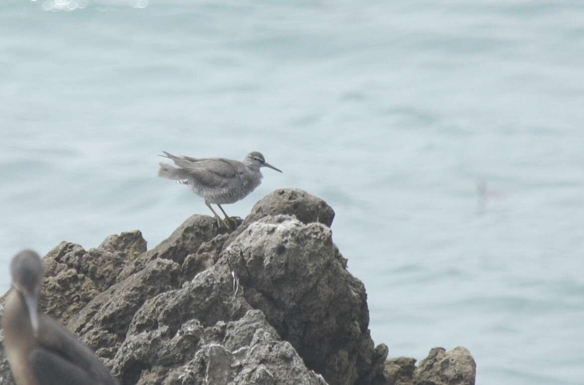 Image of Wandering (Alaskan) Tattler