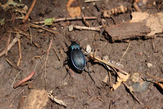 Image of Nebria (Boreonebria) rufescens rufescens (Stroem 1768)