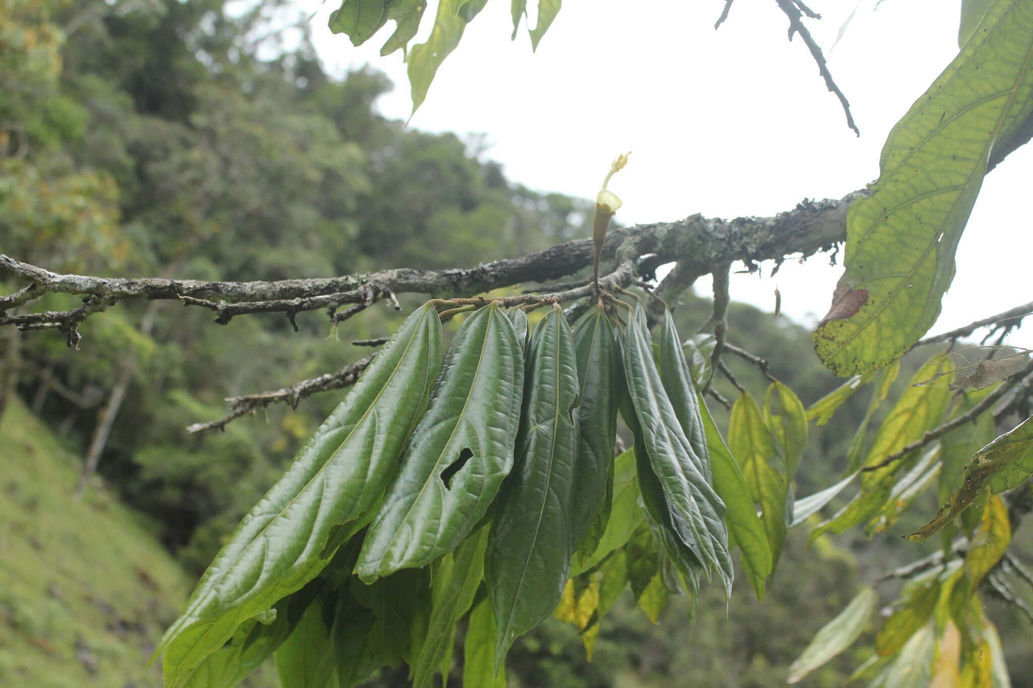 Image of Matisia lozanoi Fern. Alonso