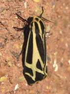 Image of Carlotta's Tiger Moth