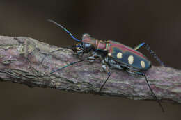 Imagem de Cicindela (Cosmodela) aurulenta Fabricius 1801