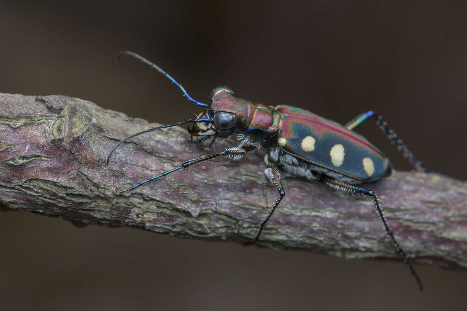 Imagem de Cicindela (Cosmodela) aurulenta Fabricius 1801