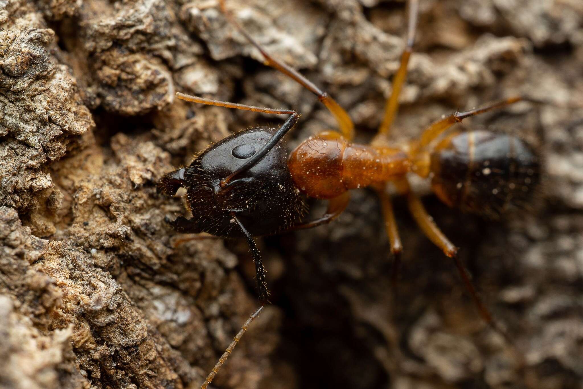 Image of Camponotus vafer Wheeler 1910