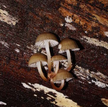 Mycena tuvara Grgur. 2003 resmi