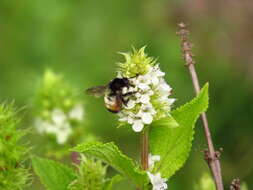 Bombus ephippiatus Say 1837 resmi