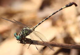 Image of Lestinogomphus angustus Martin 1911