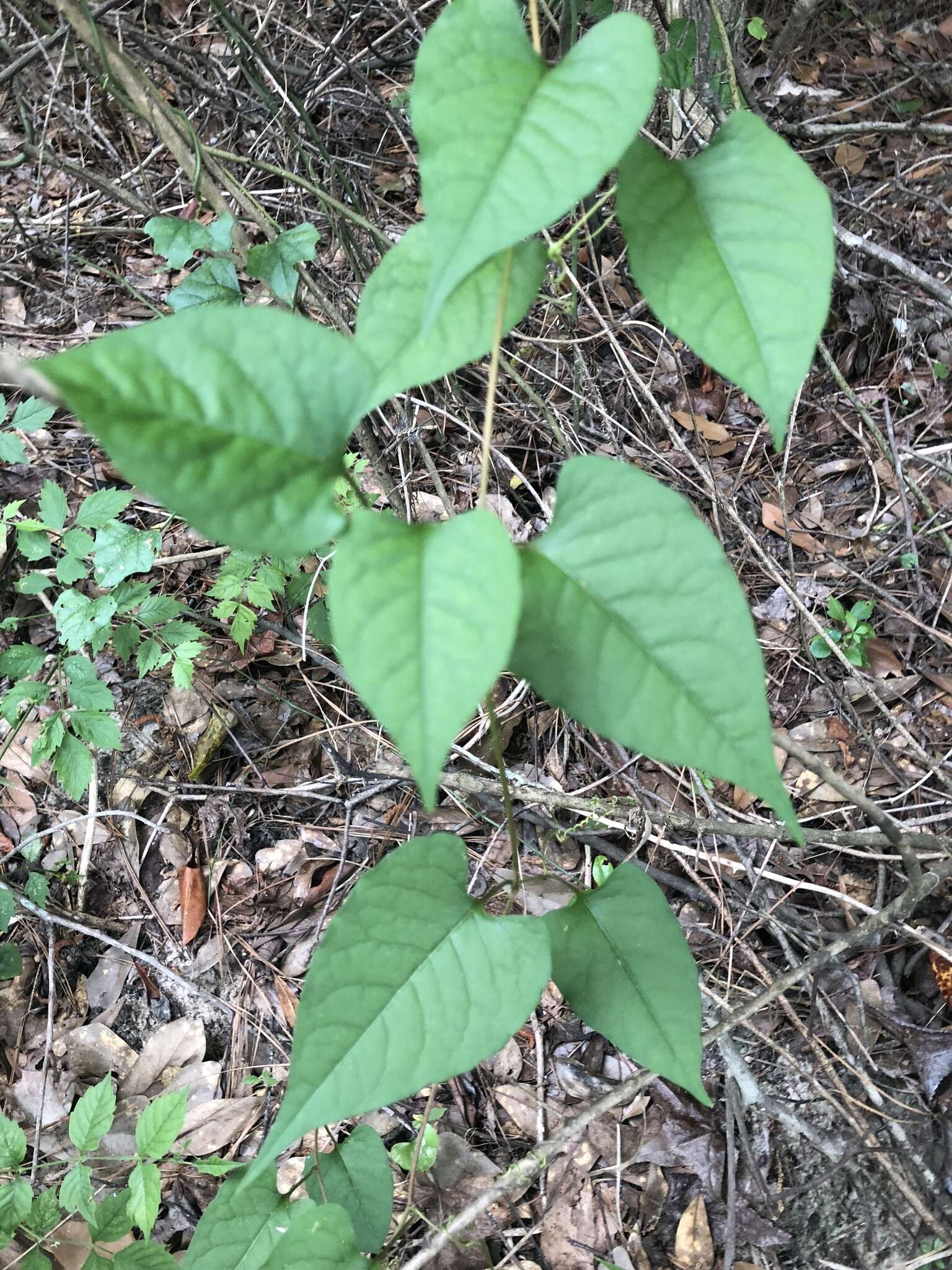 Image of American buckwheat vine