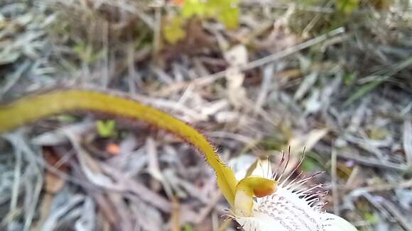 Image of Coastal white spider orchid