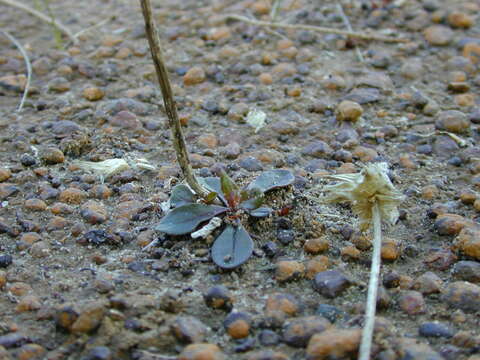 Ptilotus beckerianus (F. Müll.) F. Müll. ex J. M. Black的圖片