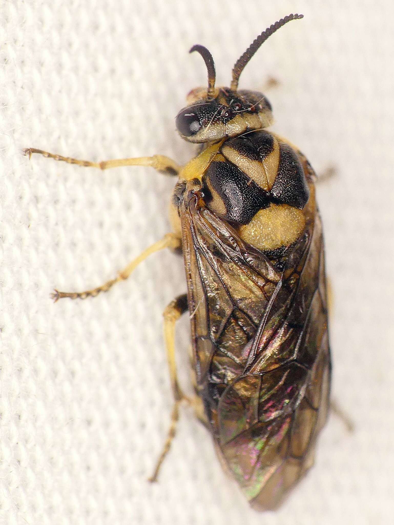 Plancia ëd Gilpinia hercyniae (Hartig)