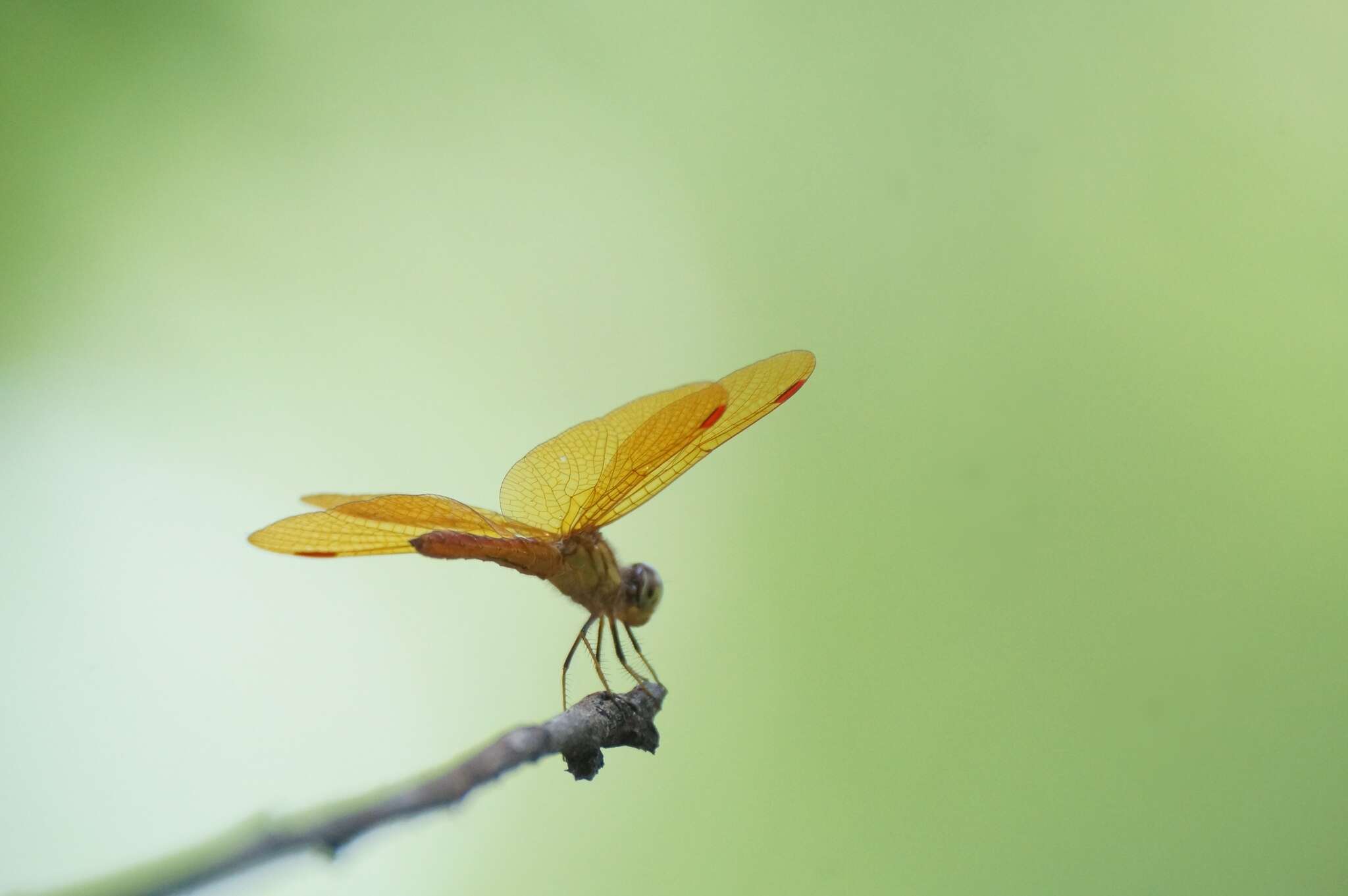 Image of Slough Amberwing