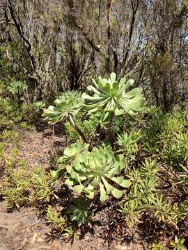 Image of Aeonium ciliatum (Willd.) Webb & Berth.