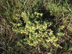 Image of Pimelea spinescens subsp. spinescens