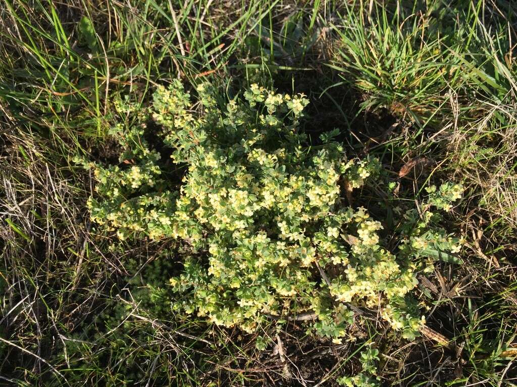 Image of Pimelea spinescens subsp. spinescens