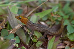 Image of Sphaerodactylus macrolepis grandisquamis Stejneger 1904