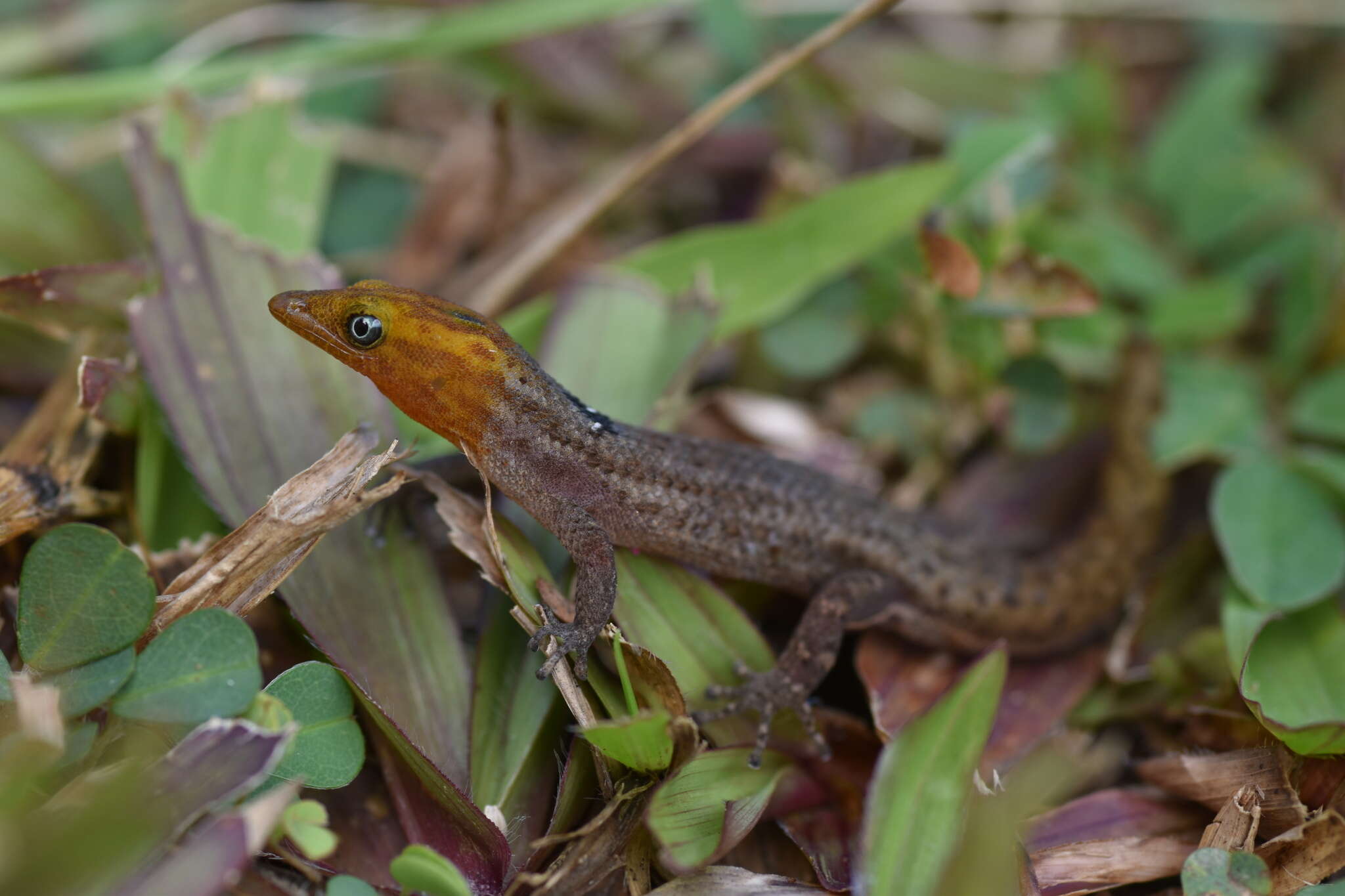 صورة Sphaerodactylus macrolepis grandisquamis Stejneger 1904