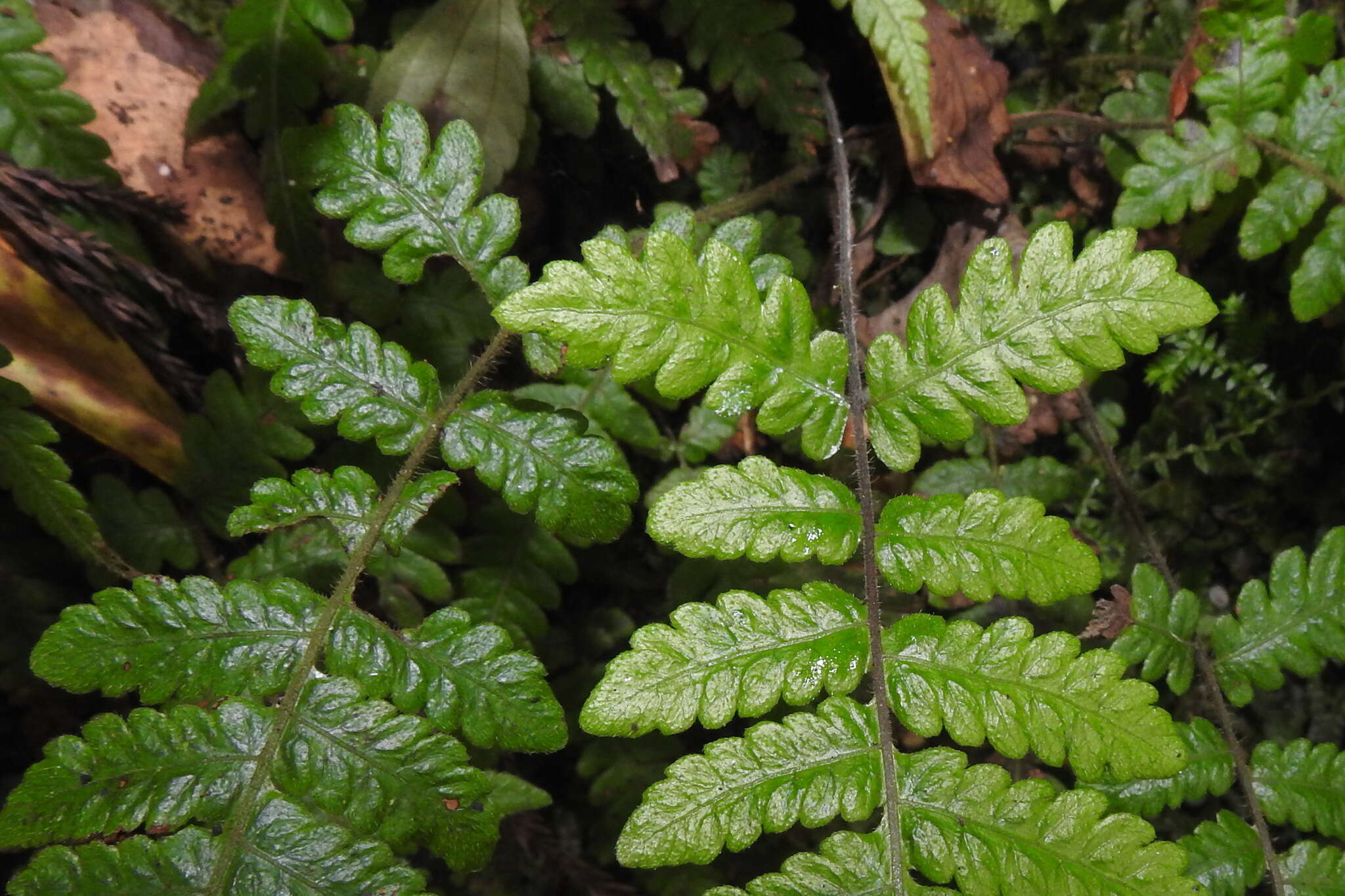 Image of Stegnogramma tottoides (H. Itô) Iwatsuki