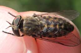 Image of Tabanus bromius Linnaeus 1758