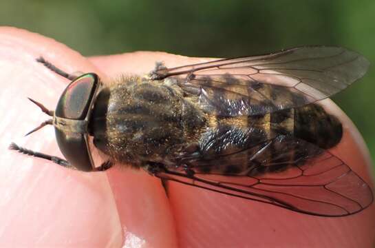 Image of Tabanus bromius Linnaeus 1758