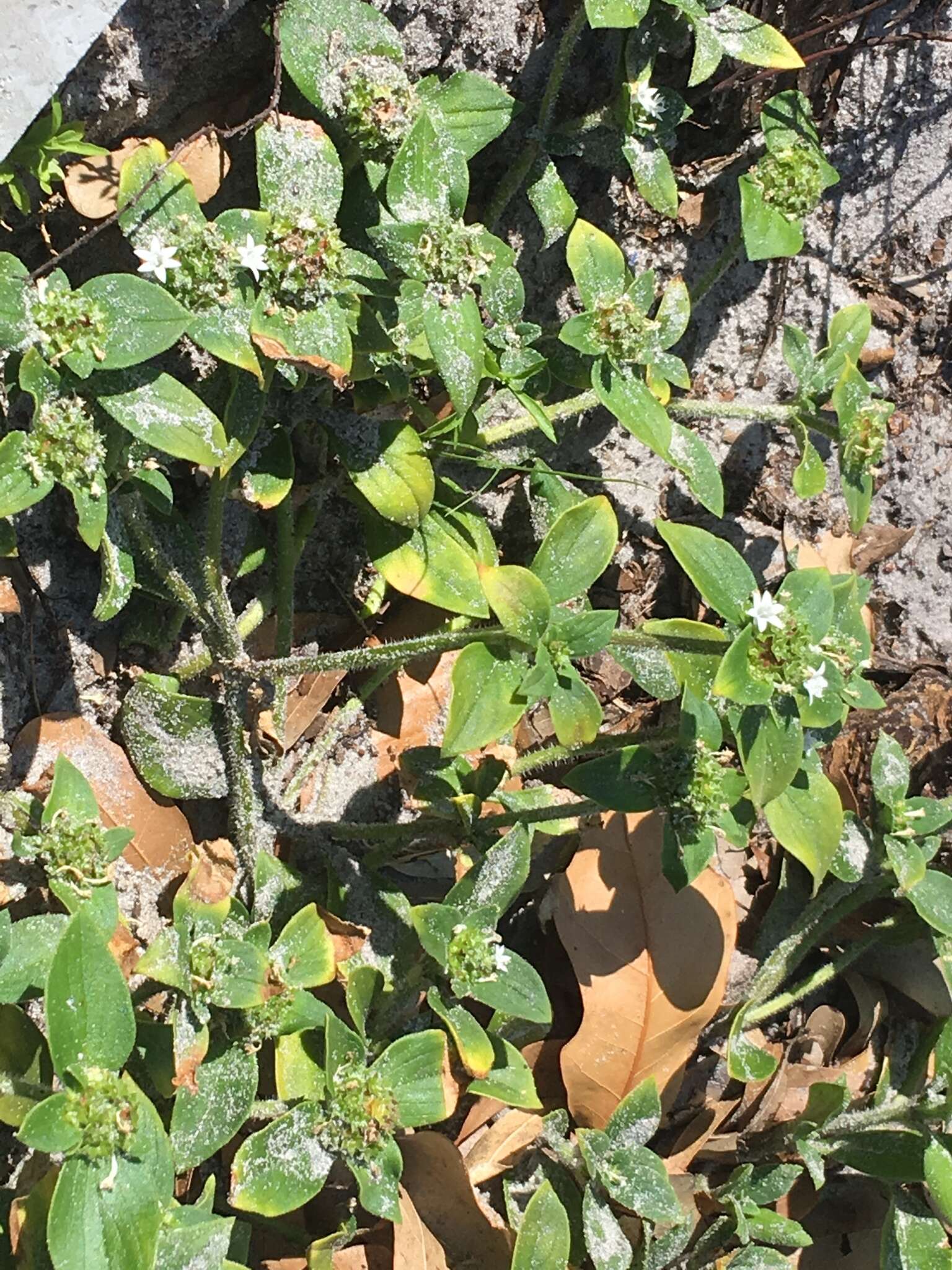 Image of rough Mexican clover