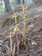 Image of Vreeland's coralroot