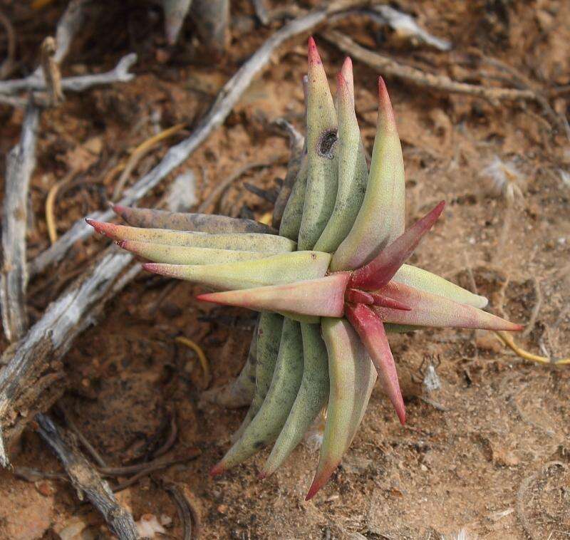 Image of Crassula congesta subsp. laticephala (Schönl.) Tölken