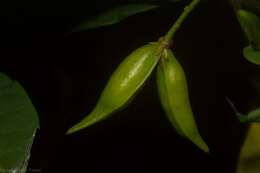 Image of Dogbane