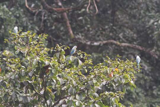 Image of Blue-winged Parakeet