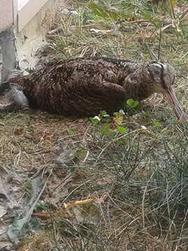 Image of Woodcock