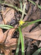 Image of fringed yellow star-grass