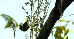 Plancia ëd Yuhina flavicollis Hodgson 1836