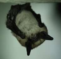 Imagem de Myotis ciliolabrum (Merriam 1886)