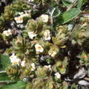 Image of Pimelea sericeovillosa subsp. sericeovillosa