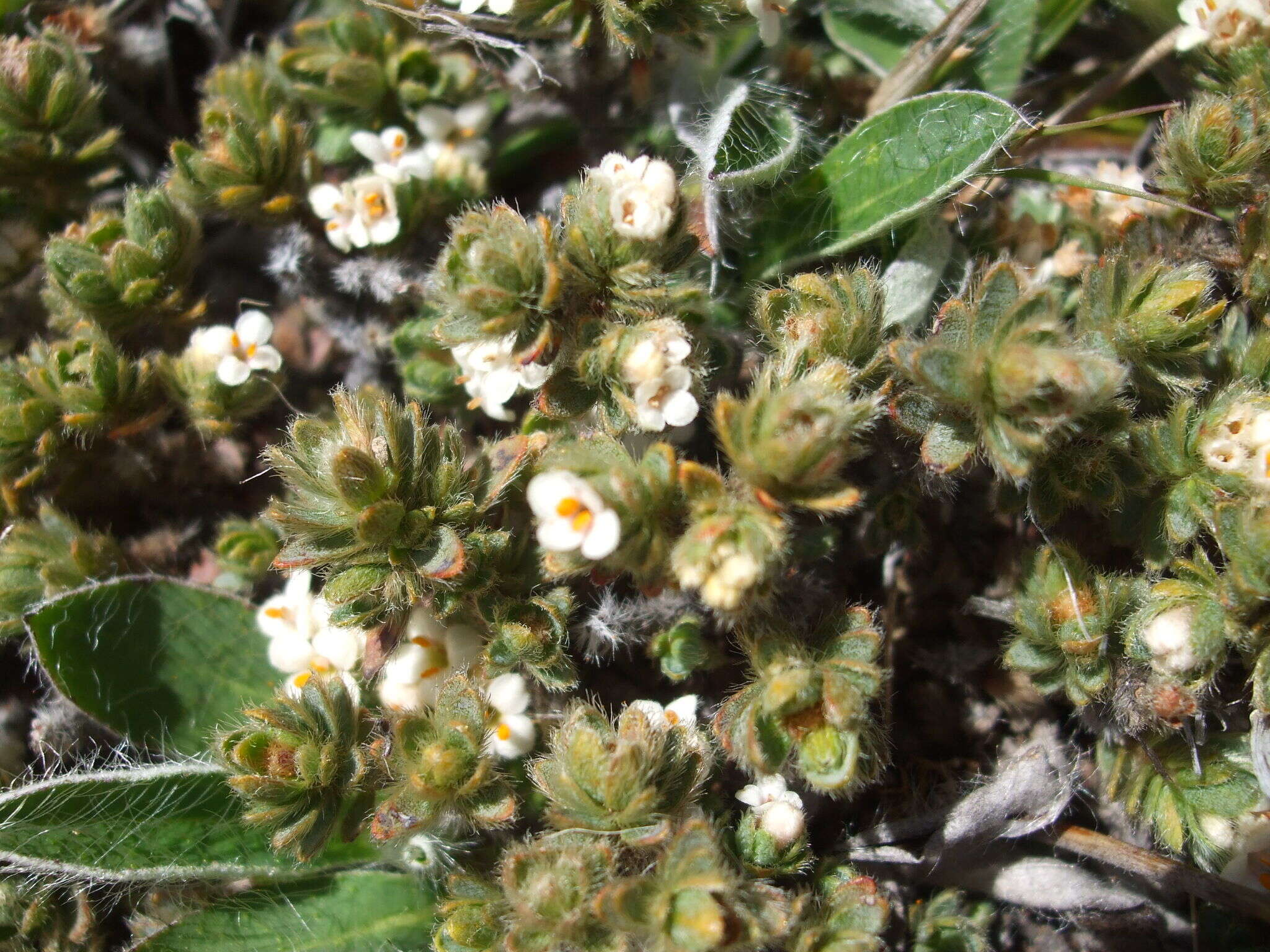 Image of Pimelea sericeovillosa subsp. sericeovillosa
