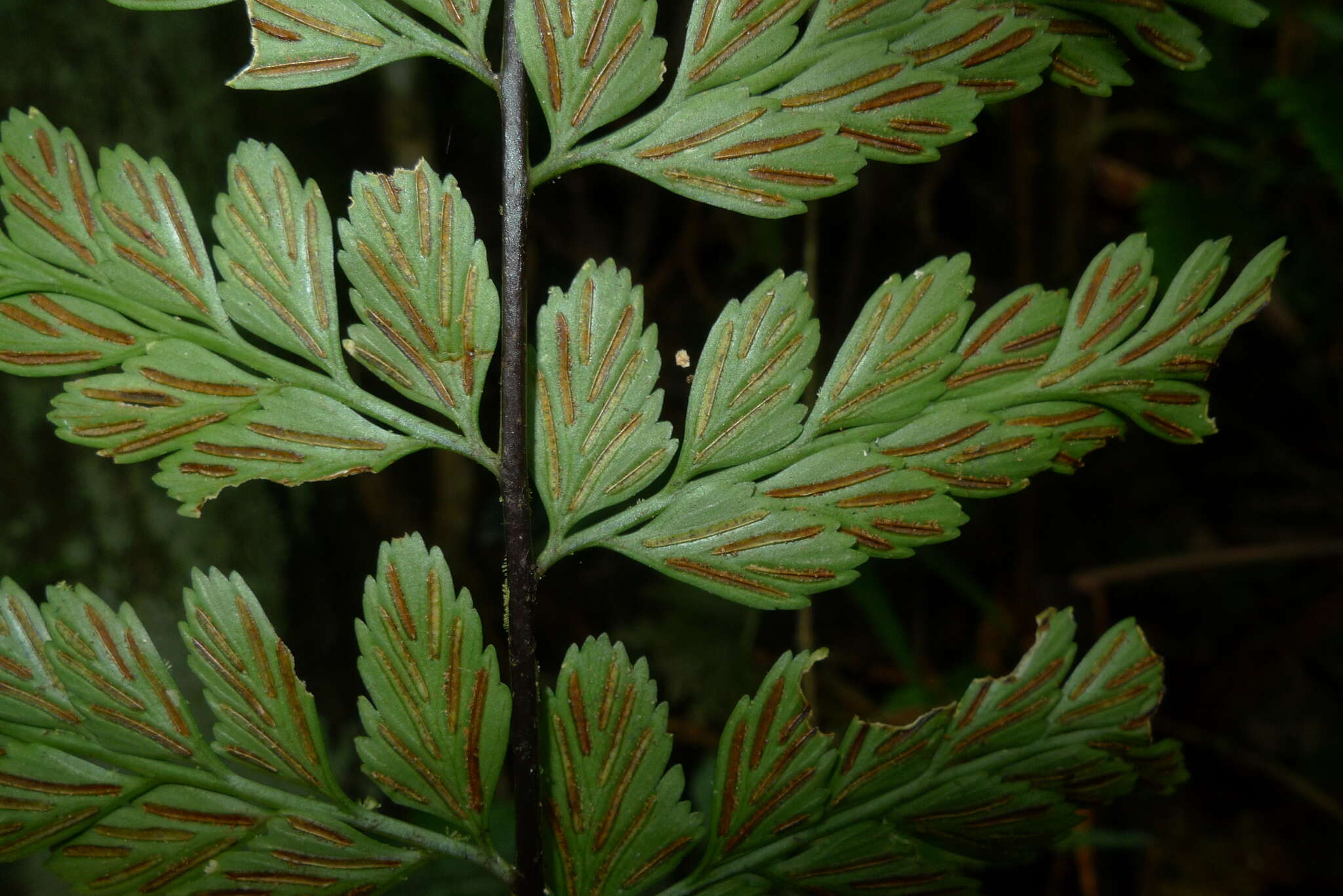 Image of Royal Spleenwort