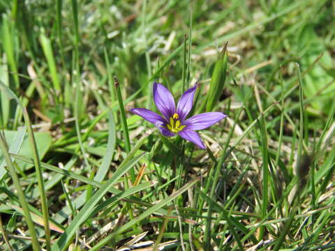 Image of Sisyrinchium scabrum Schltdl. & Cham.