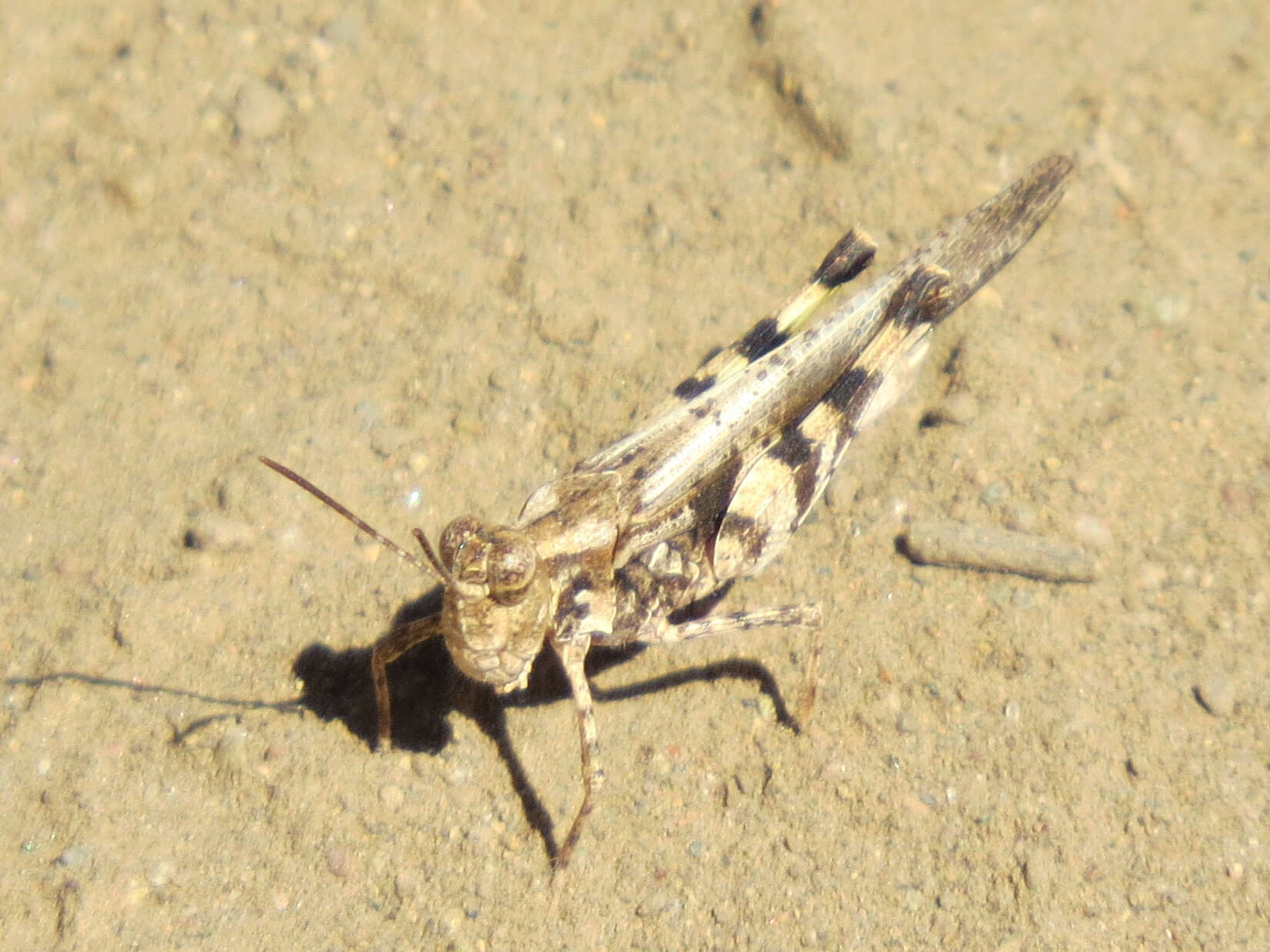 Image of Ridged Grasshopper