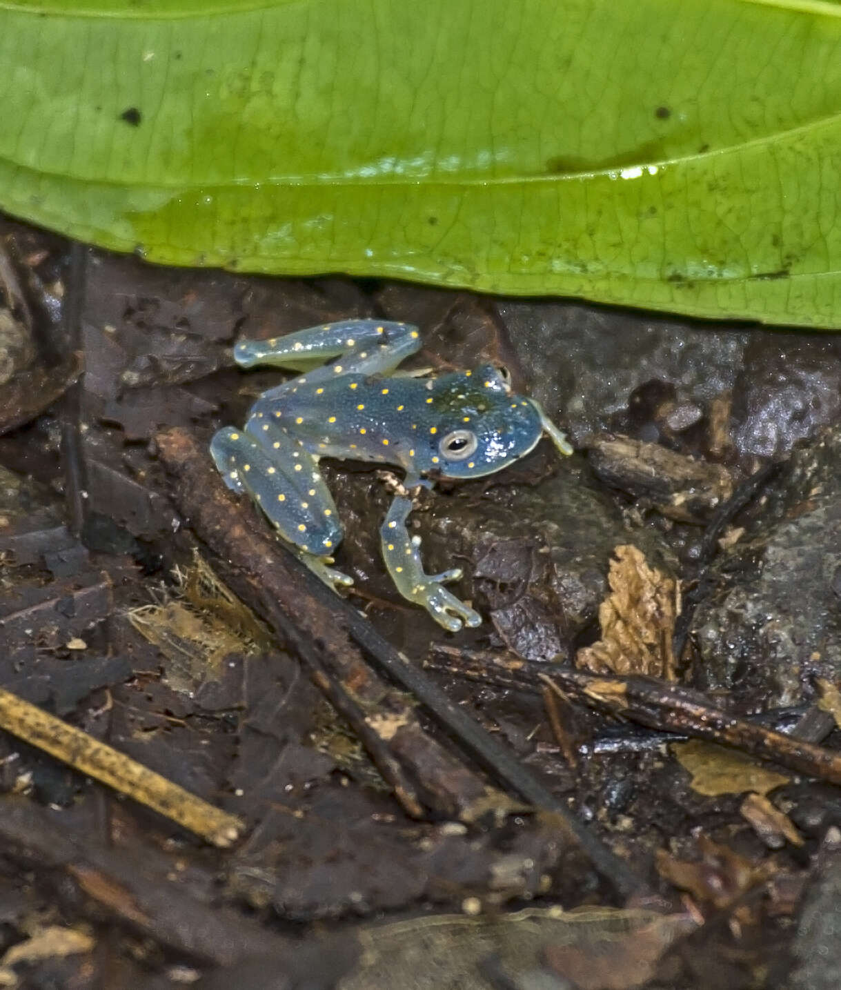 Image of San Jose Cochran Frog