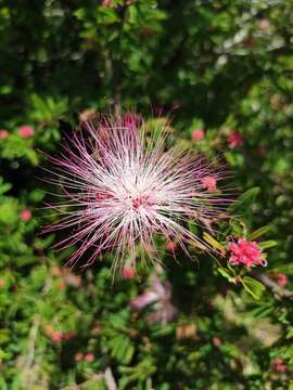 Image of Bicolour shuttlecock