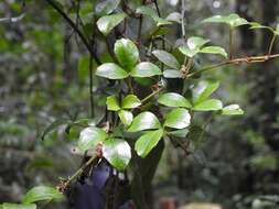 Image of Cissus trianae Planch.